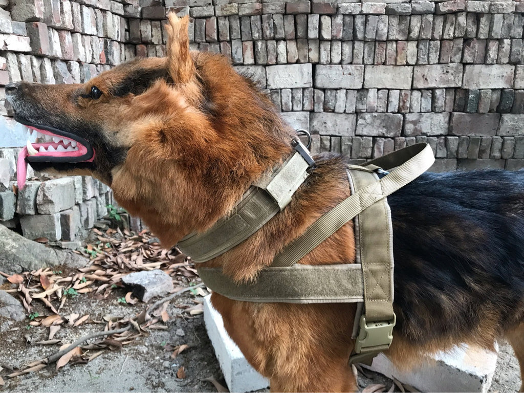 Pet training collar Adjustable nylon Pet collar military training dog